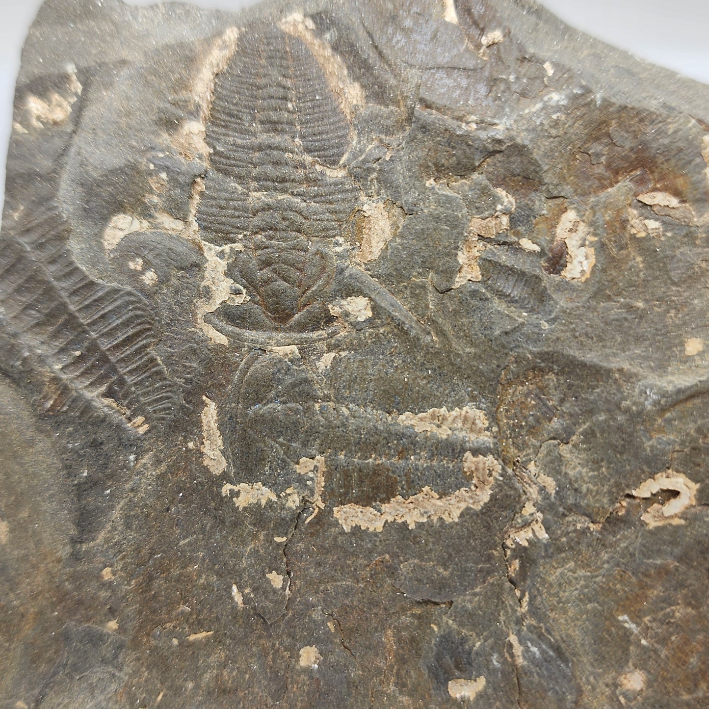 Trilobite Fossil Plate - TR1