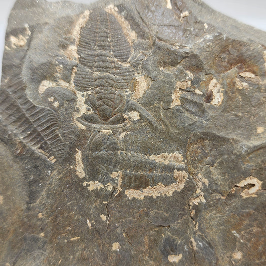 Trilobite Fossil Plate - TR1
