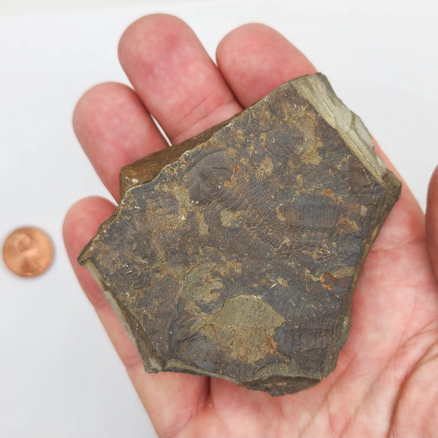 Trilobite Fossil Plate - TR2
