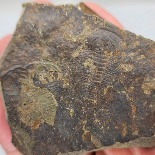 Trilobite Fossil Plate - TR2