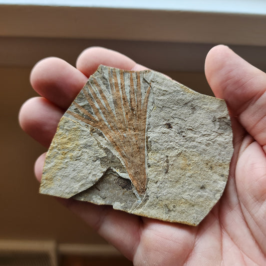Liaoningocladus Fossil Plant Specimen - BOII4