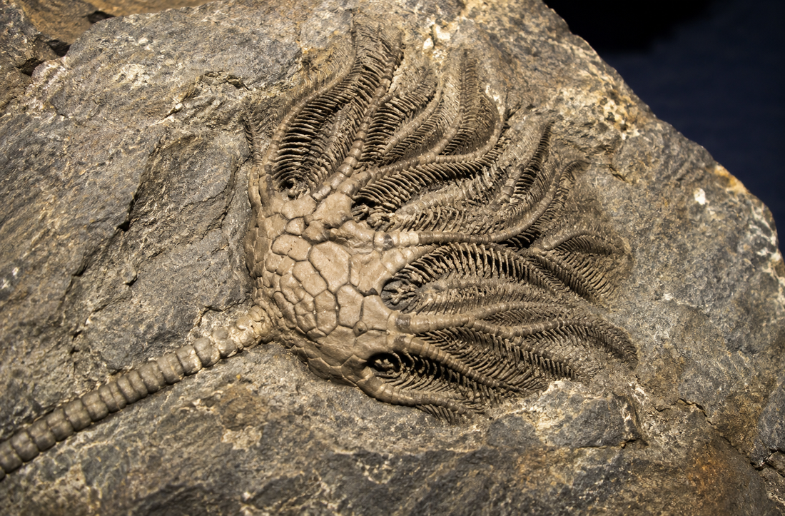 A 450-Million-Year-Old Crinoid Just Yielded the Oldest Soft Tissue Ever Found in a Fossil