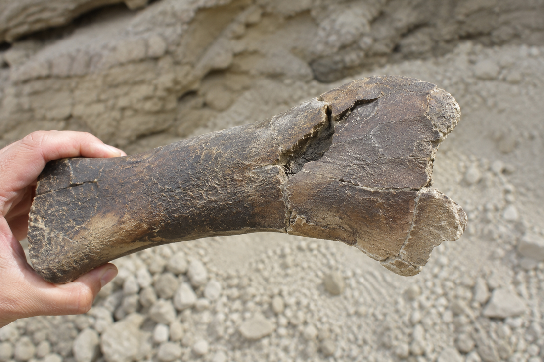 A T. Rex Bite Left Its Mark on 66-Million-Year-Old Wyoming Bones