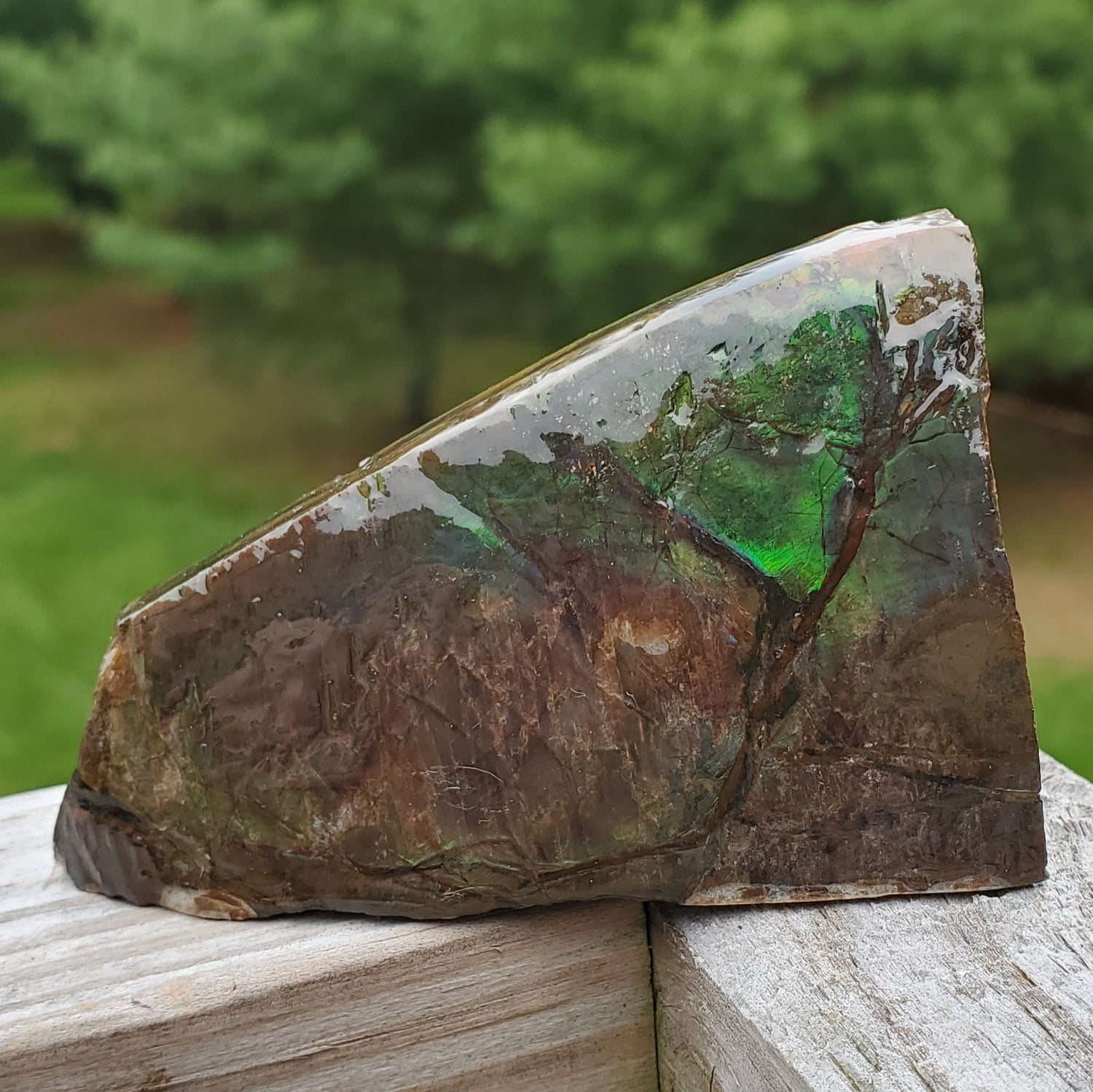 Ammolite
