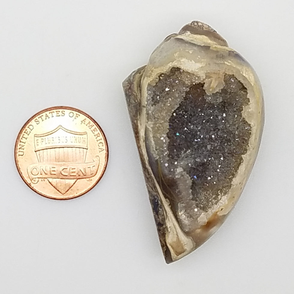 Medium Spiralite Aura Fossil