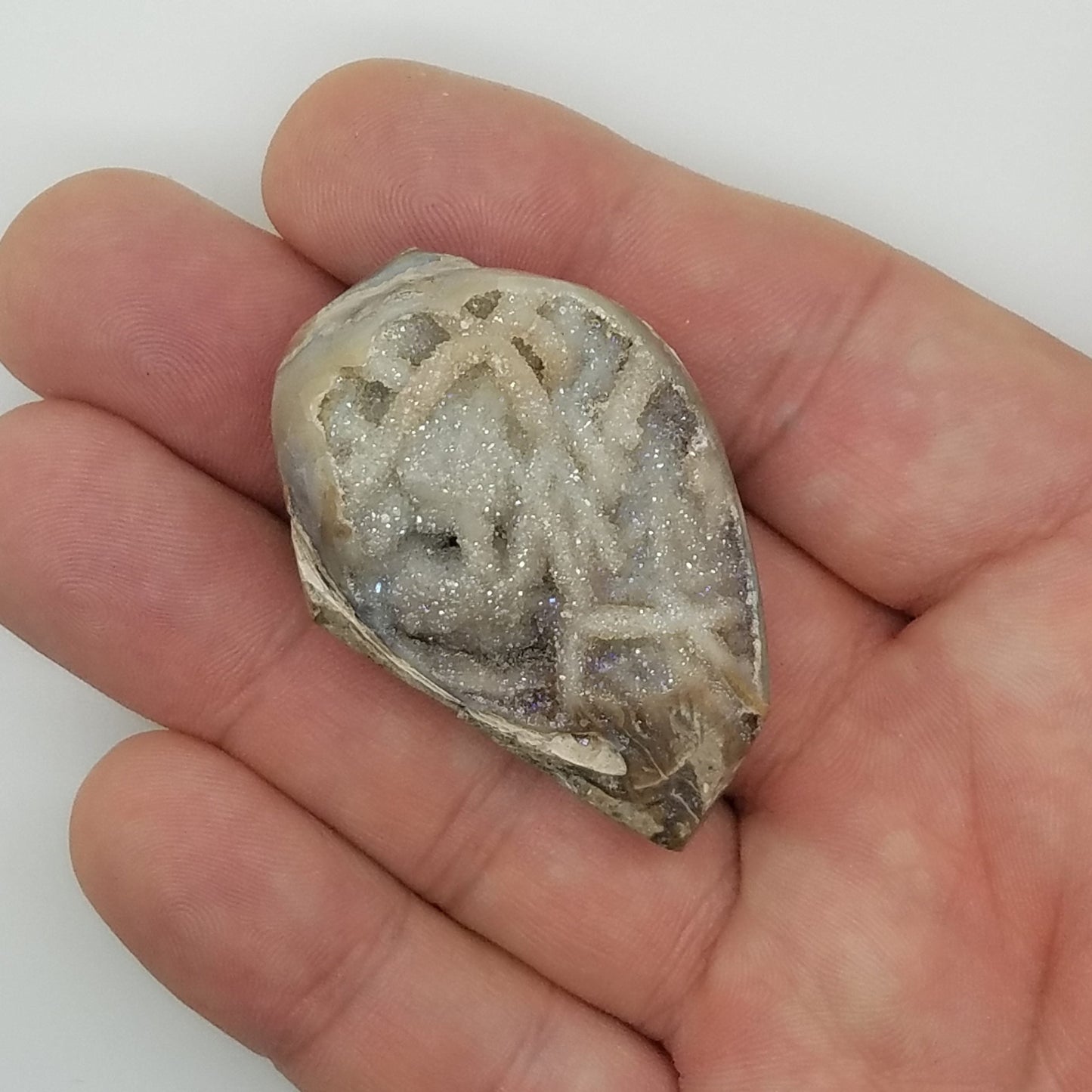 Large Spiralite Aura Fossil