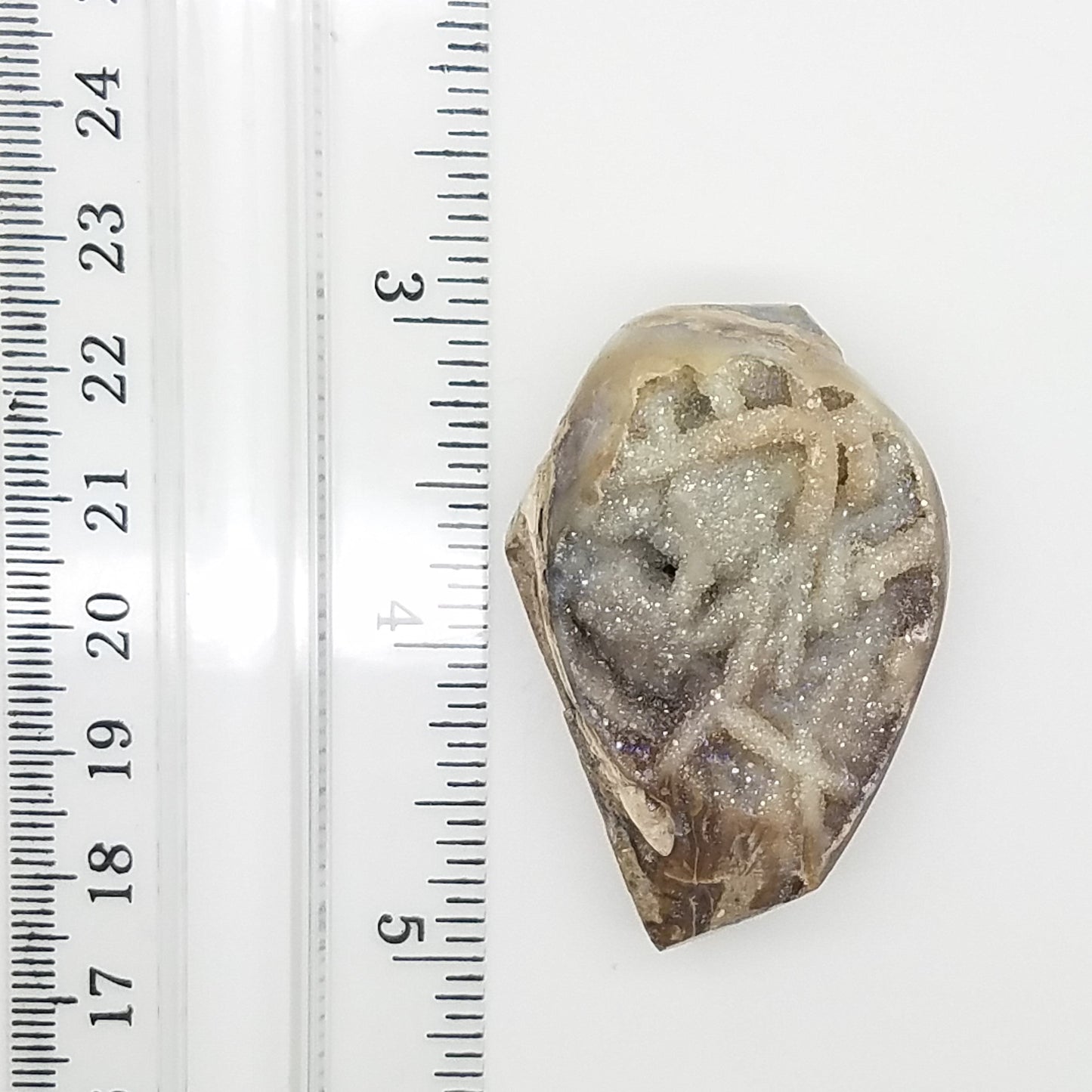 Large Spiralite Aura Fossil