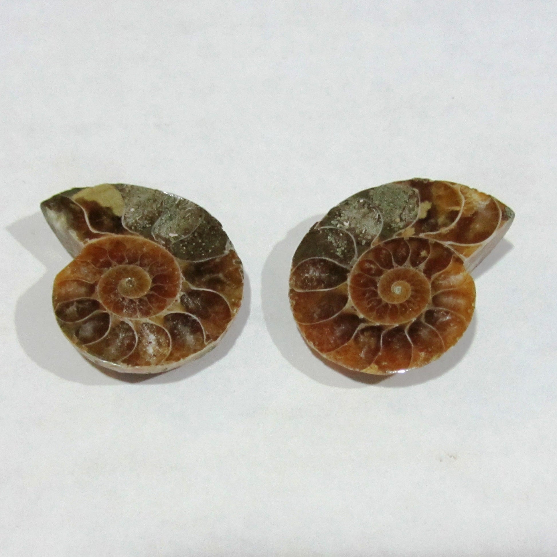Ammonite Spiral Fossil Pair – 2pcs