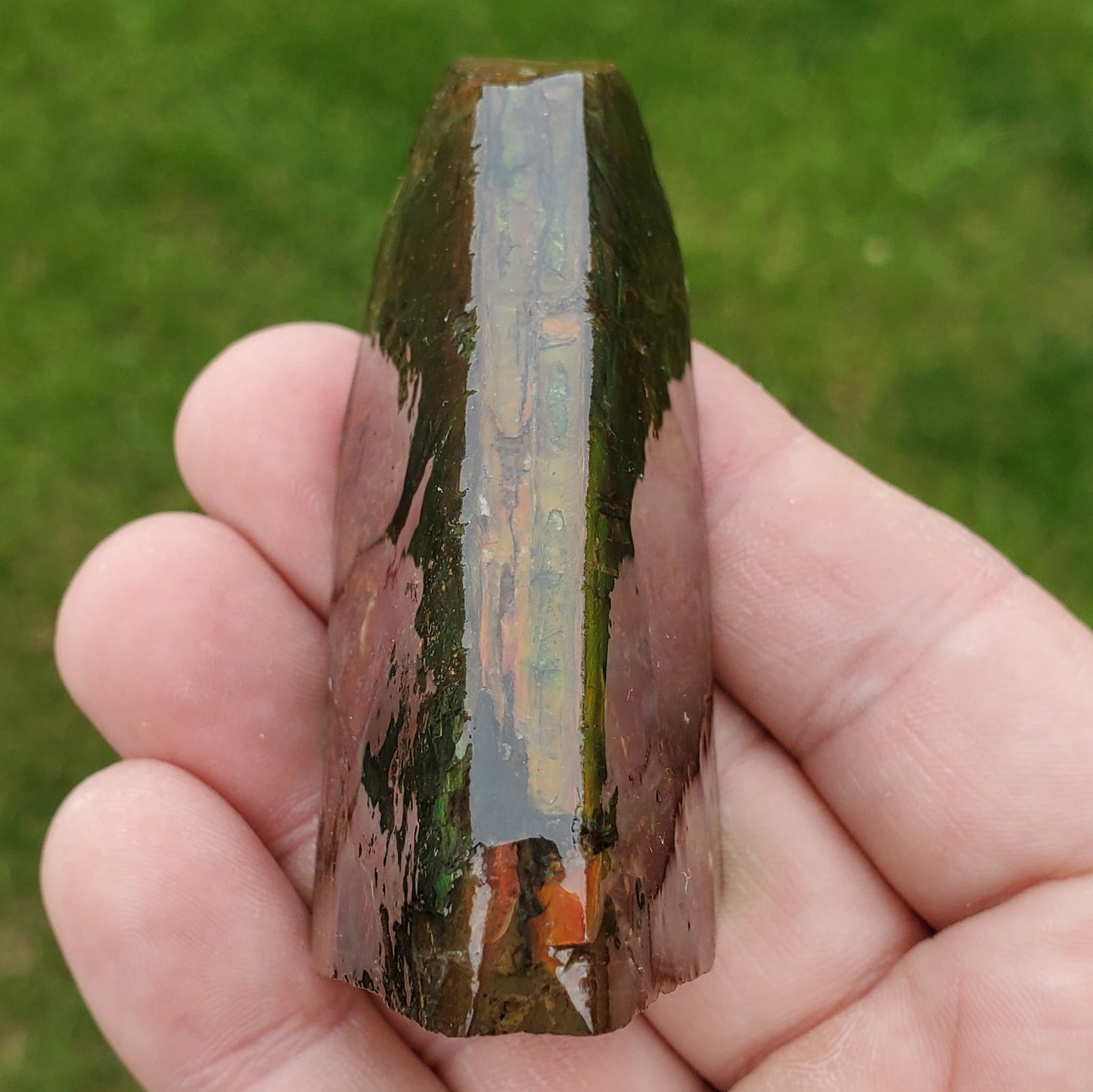 Ammolite Specimen Edge of Spiral Fossil