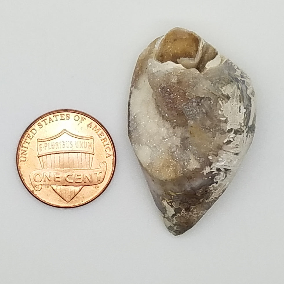 Medium Spiralite Aura Fossil