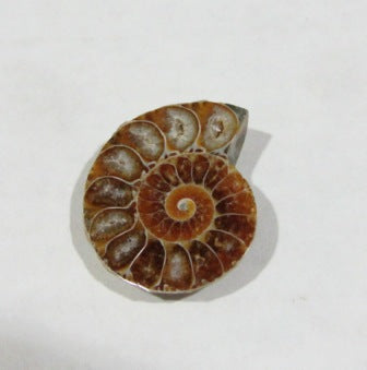 Ammonite Spiral Fossil Single 1 pc