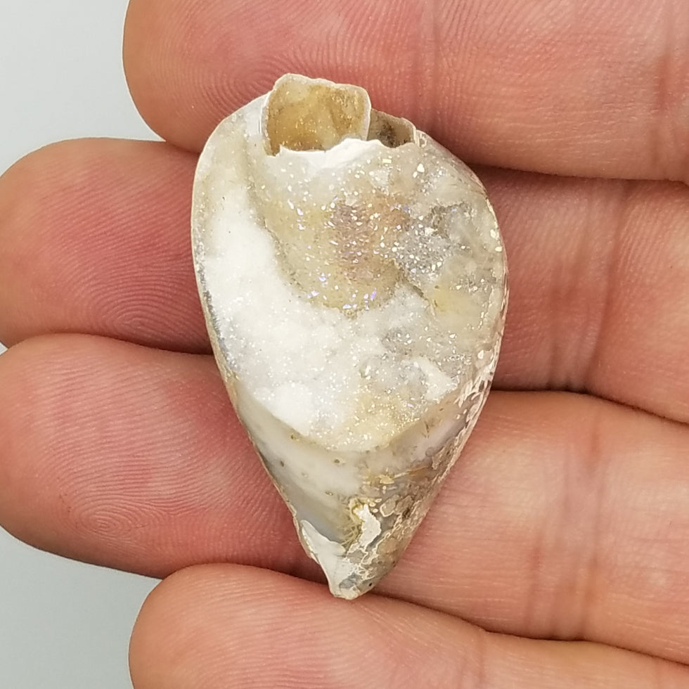 Medium Spiralite Aura Fossil