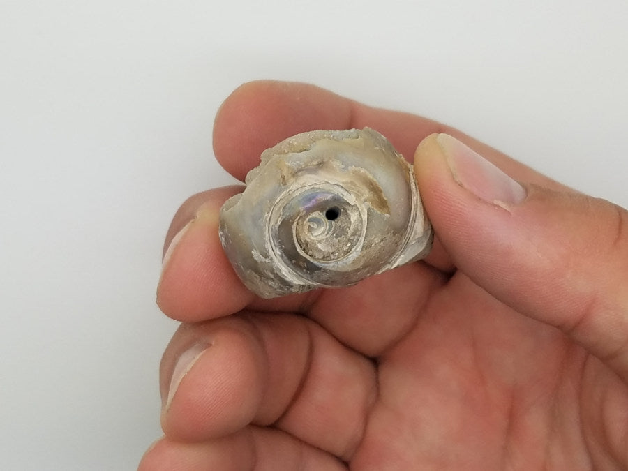 Large Spiralite Aura Fossil