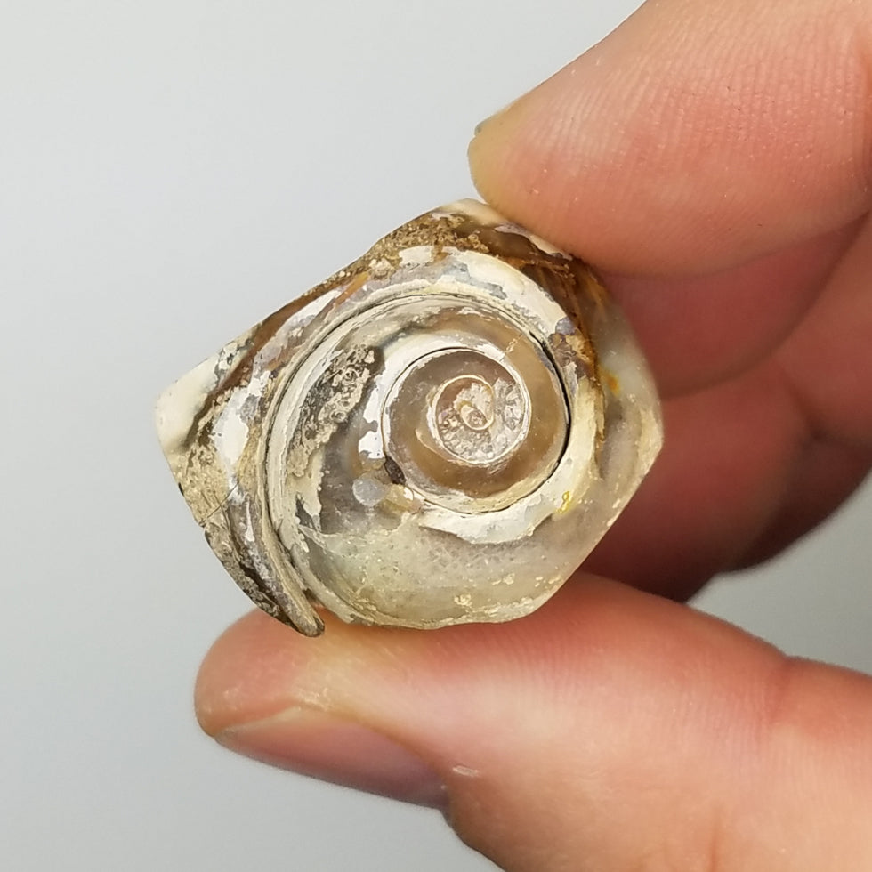 Medium Spiralite Aura Fossil