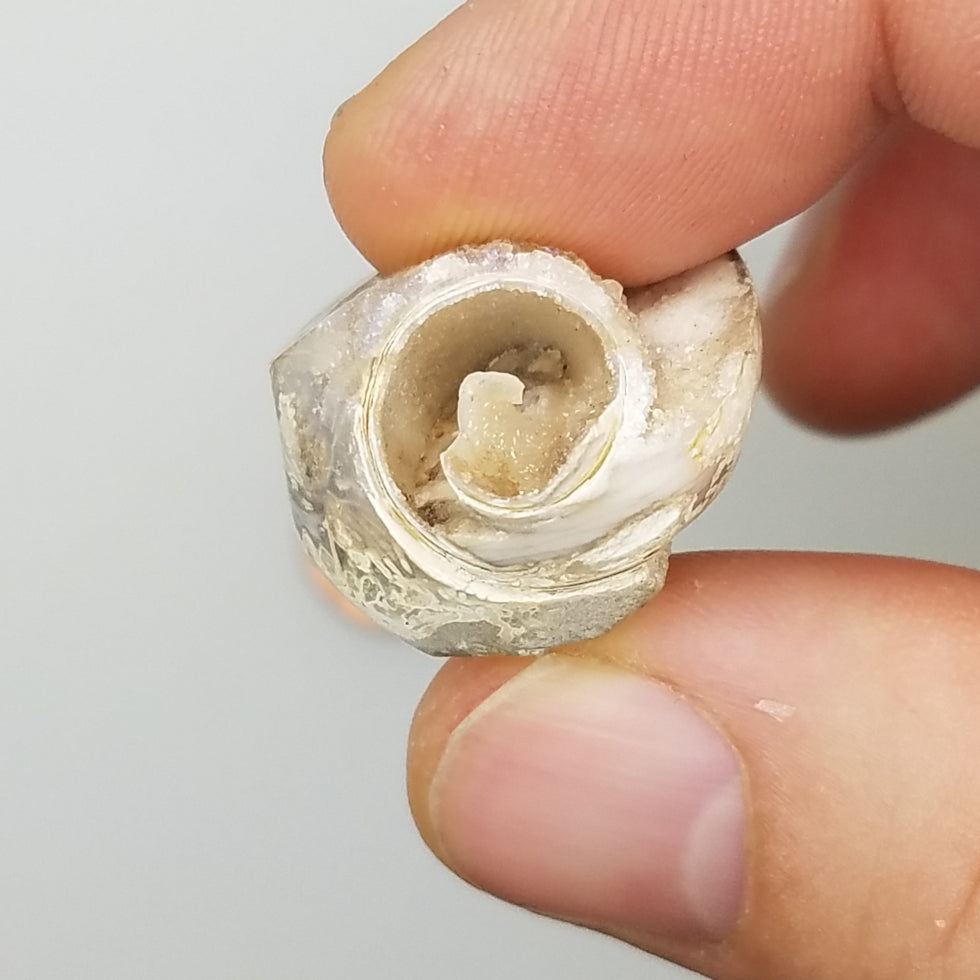Medium Spiralite Aura Fossil