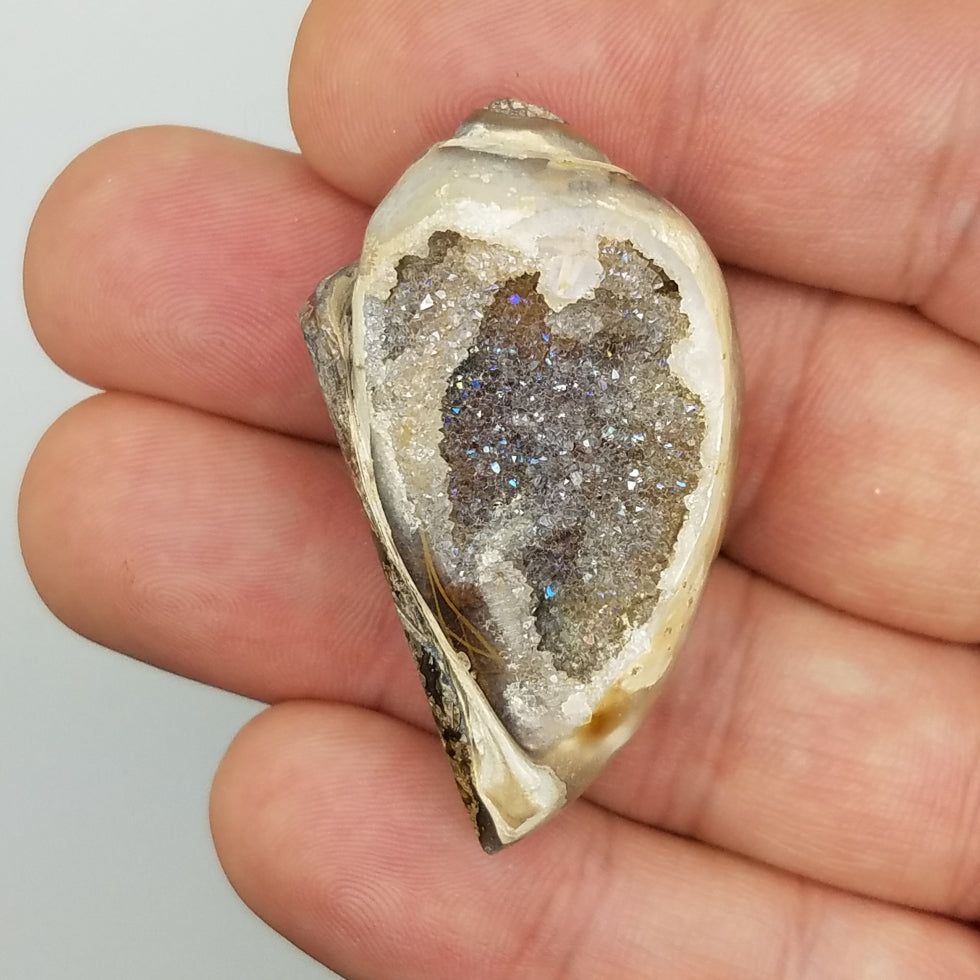 Medium Spiralite Aura Fossil