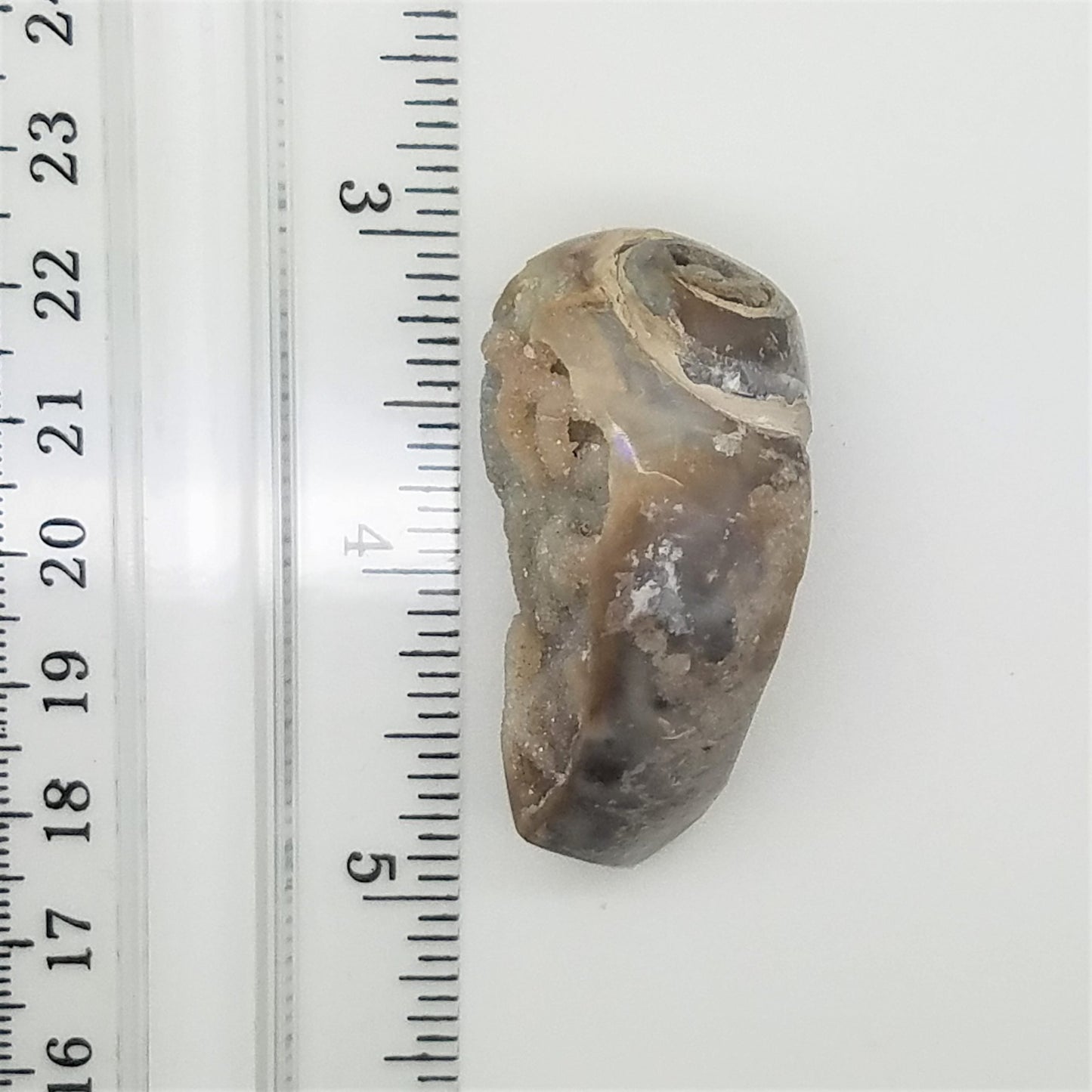 Large Spiralite Aura Fossil