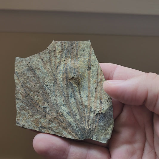 Liaoningocladus Fossil Plant Specimen - BOII2