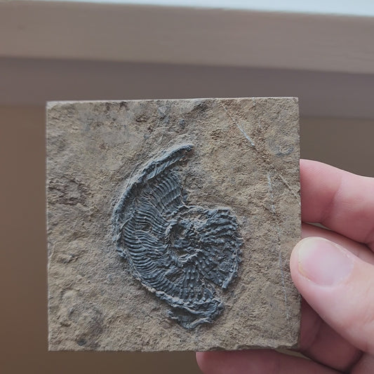 Ammonite Spiral Fossil Plate Trachyceras AMP1