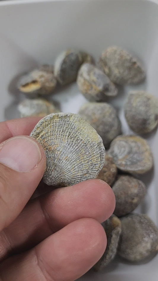 Devonian Atrypa Brachiopod Fossil - Morocco - 1 pc