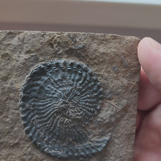 Ammonite Spiral Fossil Plate Trachyceras AMP3