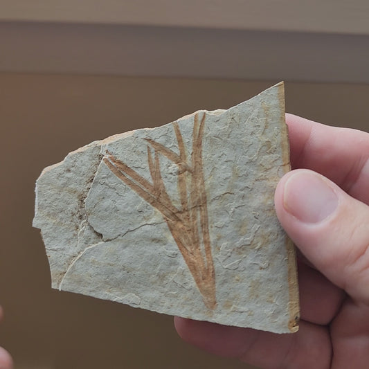 Liaoningocladus Fossil Plant Specimen - BOII1