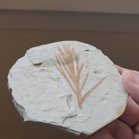 Liaoningocladus Fossil Plant Specimen - BOII3