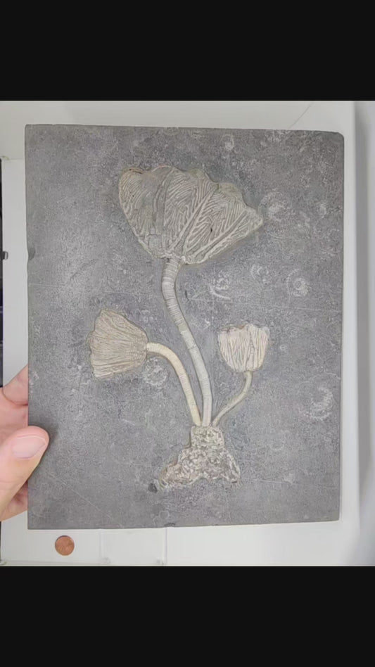 Traumatocrinus Crinoid Fossil Slab - Sea Lily -Medium-  Guanling Guizhou China #4