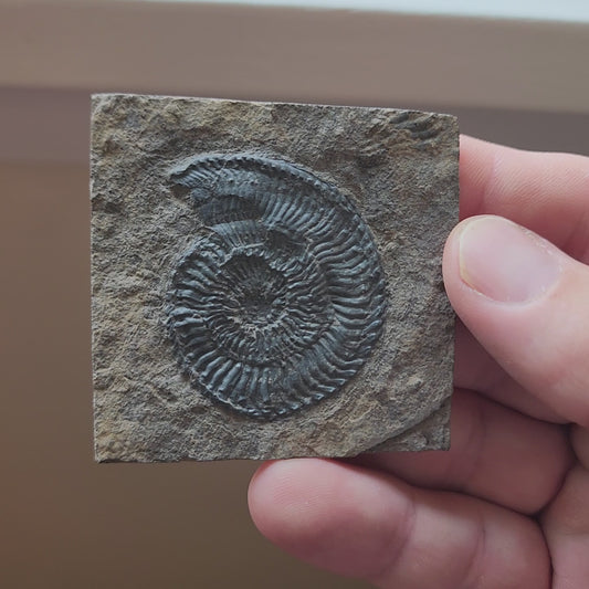 Ammonite Spiral Fossil Plate Trachyceras AMP2