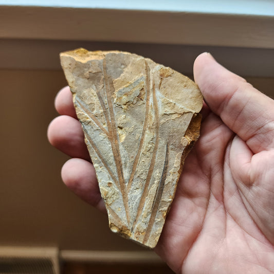 Liaoningocladus Fossil Plant Specimen - BOII5