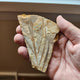 Liaoningocladus Fossil Plant Specimen - BOII5