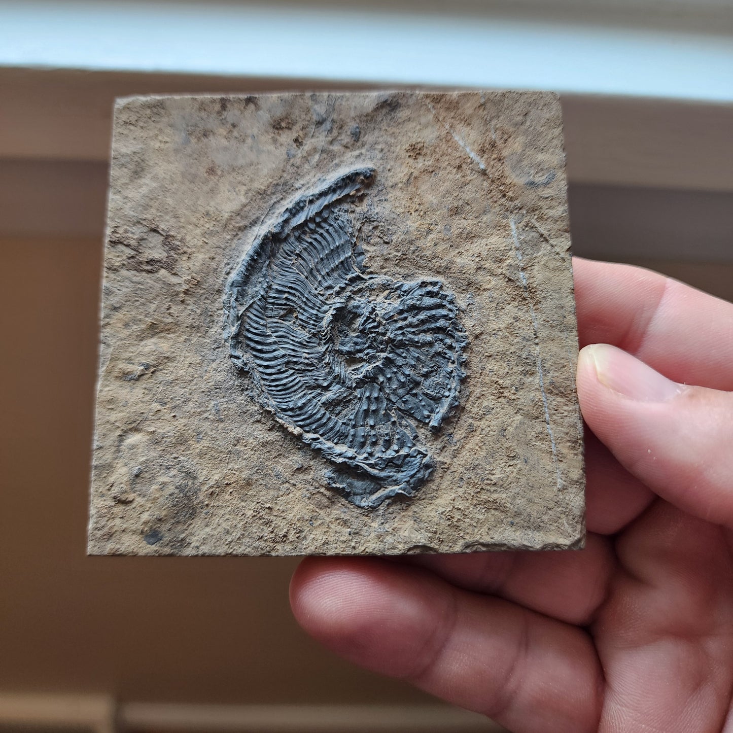 Ammonite Spiral Fossil Plate Trachyceras AMP1