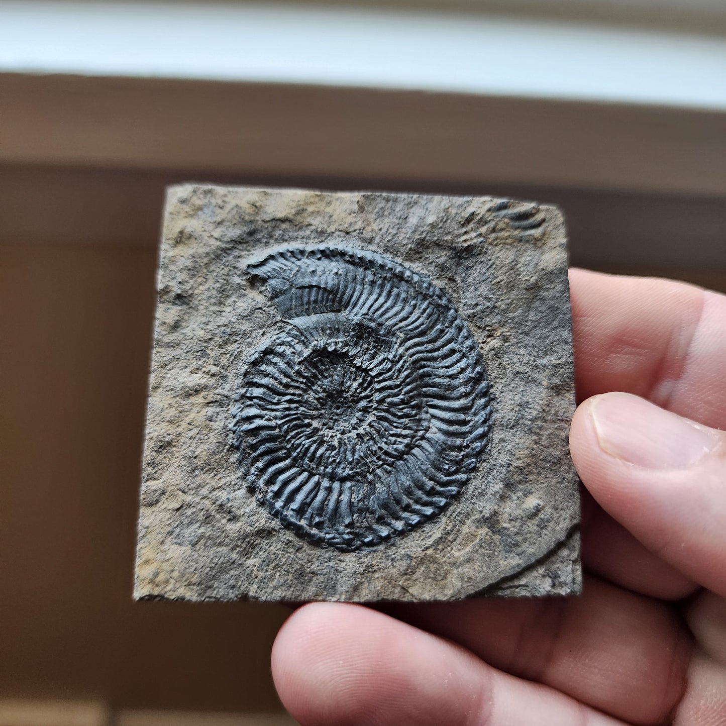 Ammonite Spiral Fossil Plate Trachyceras AMP2