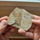 Liaoningocladus Fossil Plant Specimen - BOII4