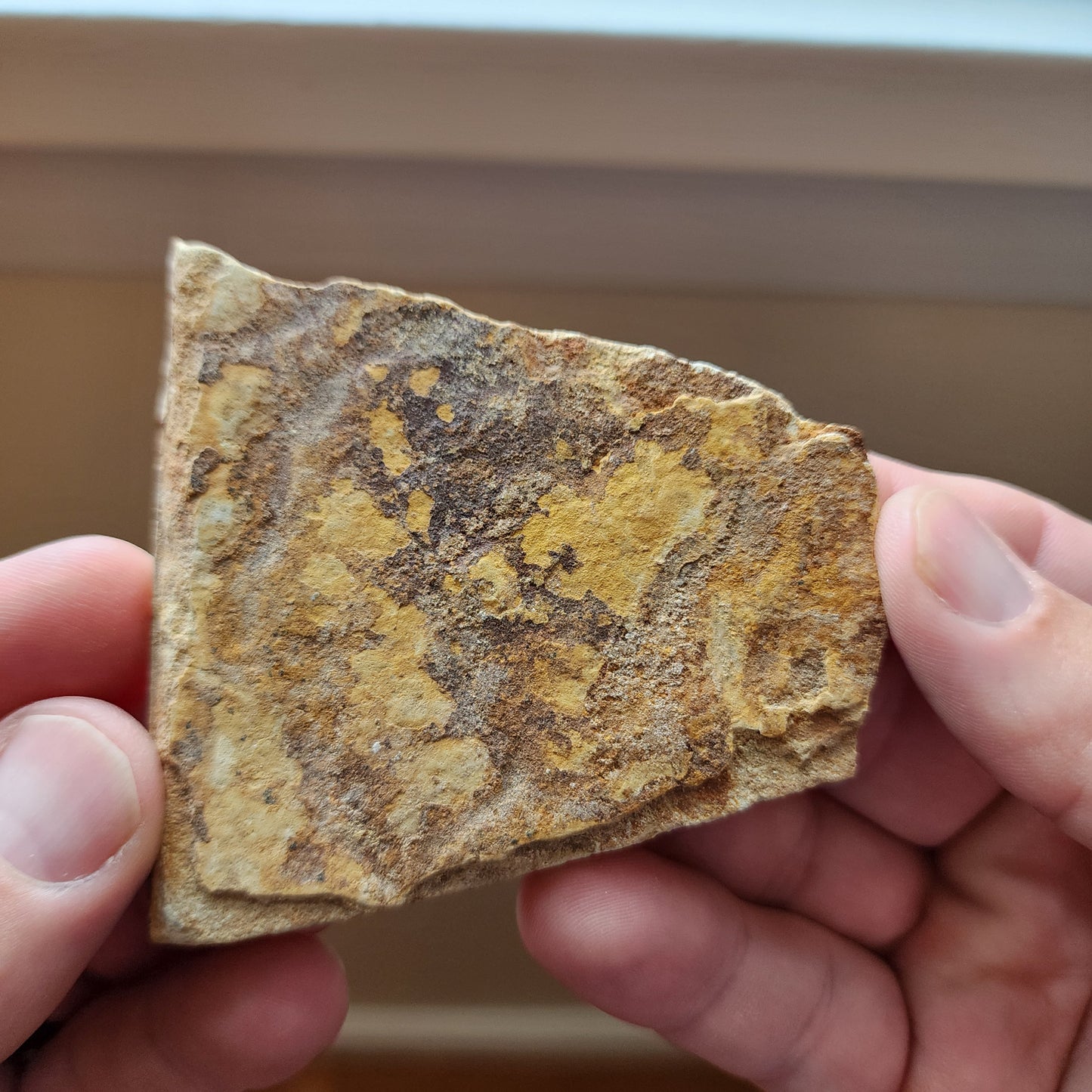 Liaoningocladus Fossil Plant Specimen - BOII1
