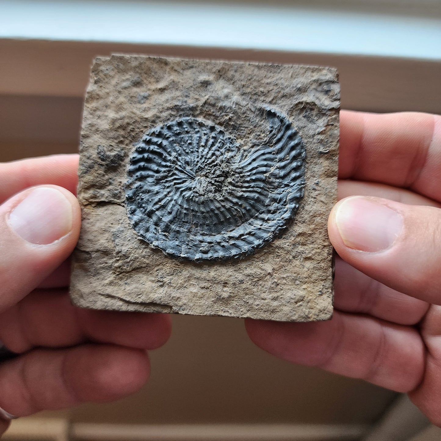 Ammonite Spiral Fossil Plate Trachyceras AMP3