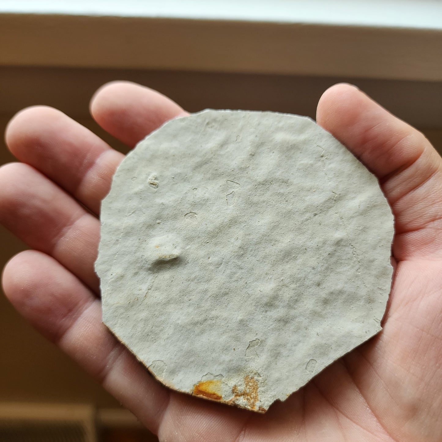 Liaoningocladus Fossil Plant Specimen - BOII3