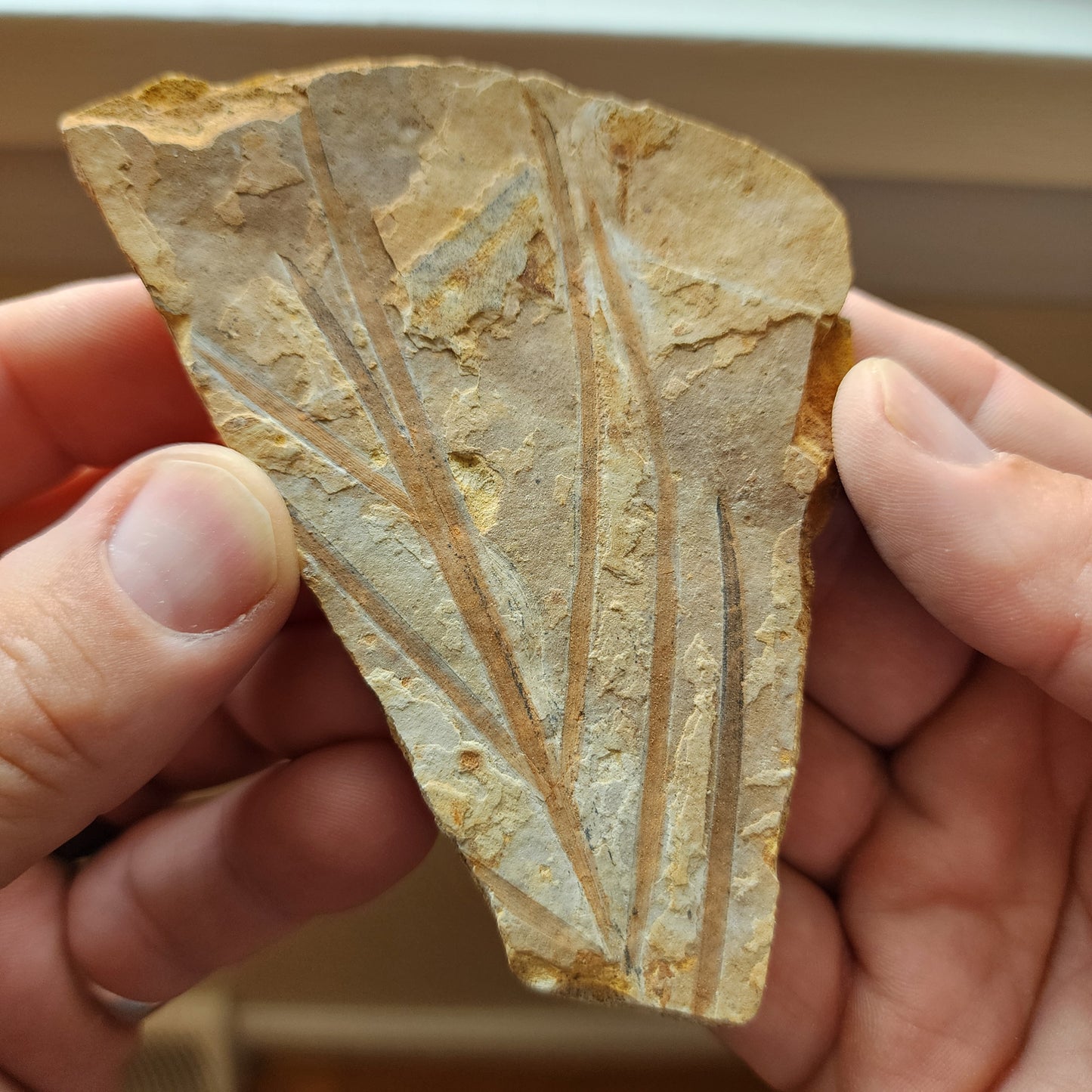Liaoningocladus Fossil Plant Specimen - BOII5