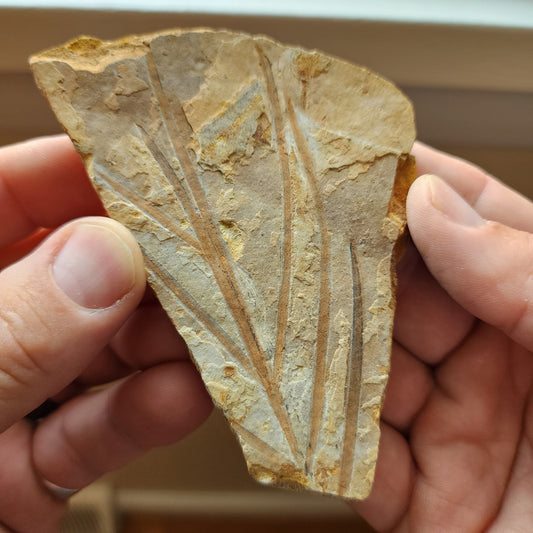 Liaoningocladus Fossil Plant Specimen - BOII5