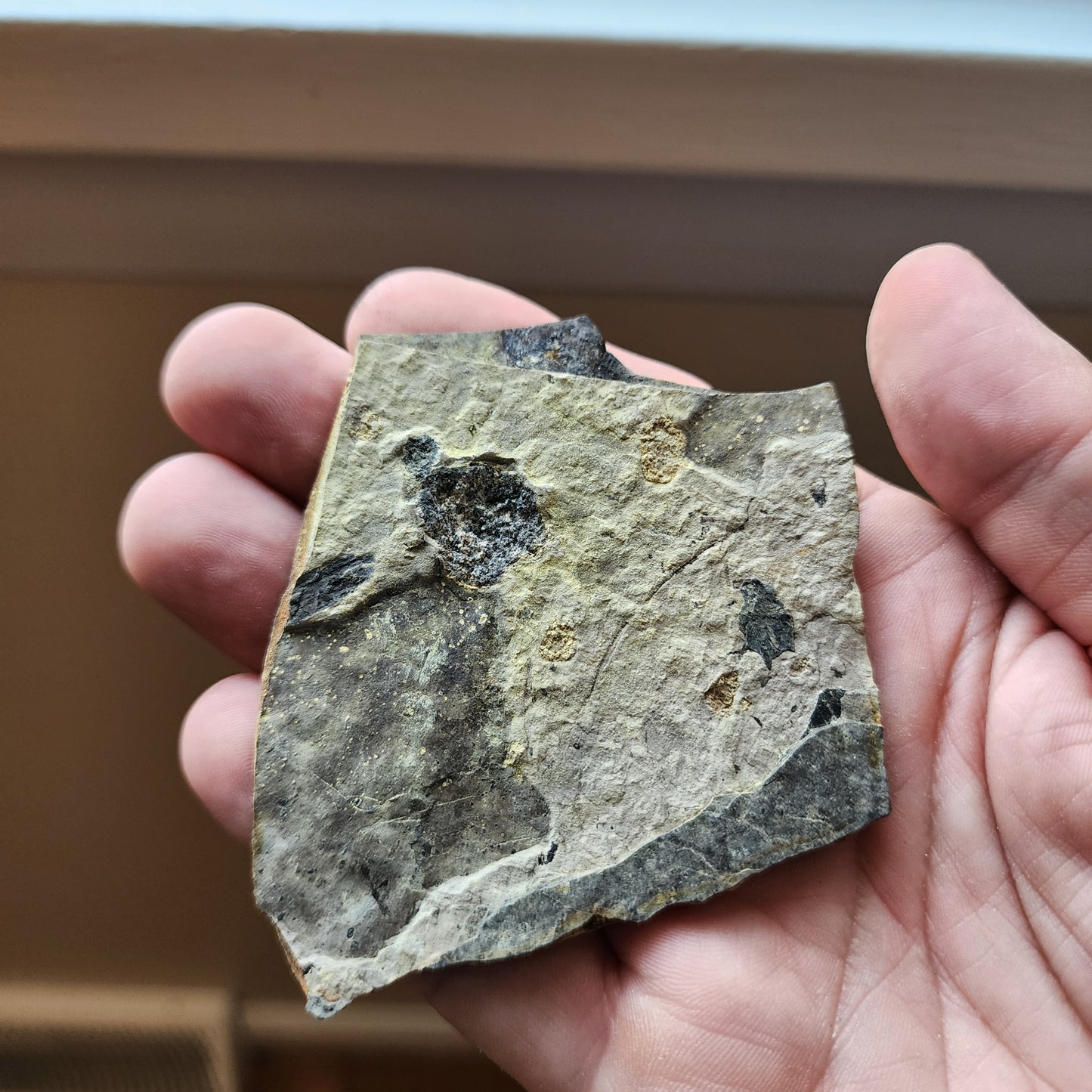 Liaoningocladus Fossil Plant Specimen - BOII2