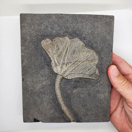Traumatocrinus Crinoid Fossil Slab - Sea Lily - Guanling Guizhou China #2