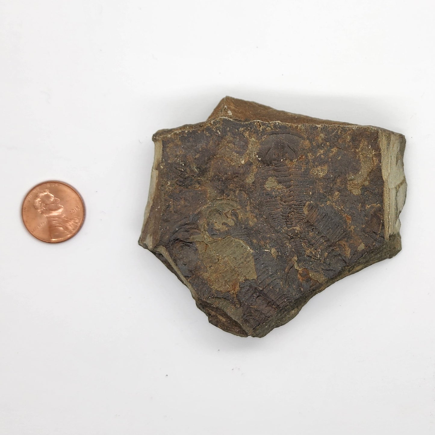 Trilobite Fossil Plate - TR2
