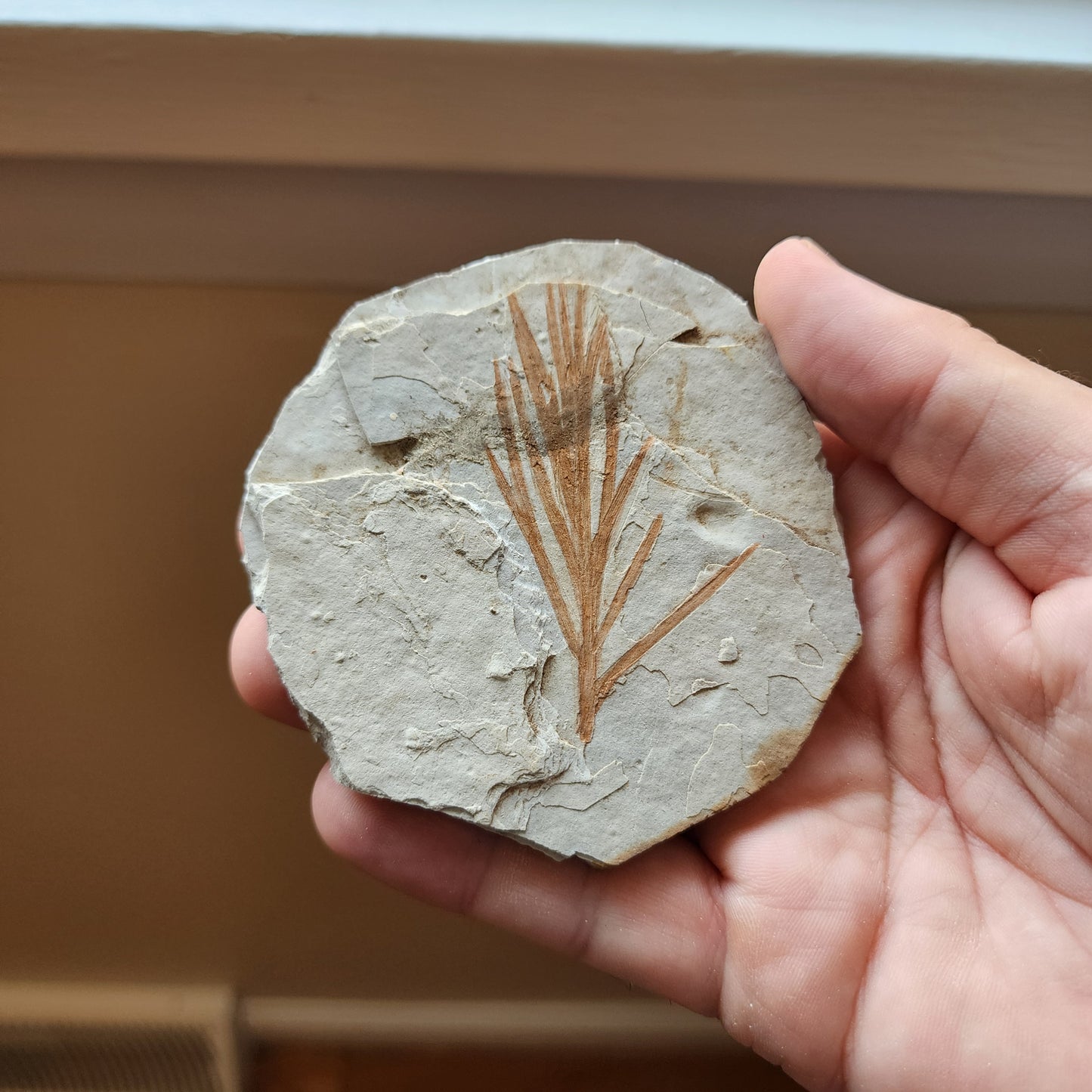 Liaoningocladus Fossil Plant Specimen - BOII3