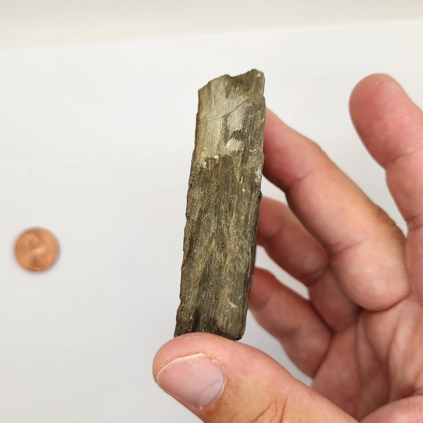 Trilobite Fossil Plate - TR2