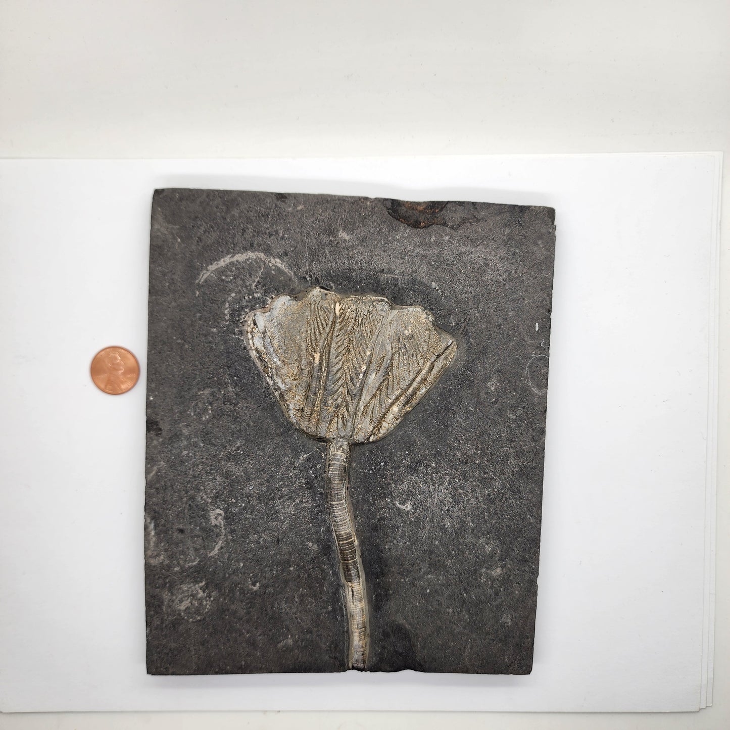Traumatocrinus Crinoid Fossil Slab - Complete Sea Lily - Guanling Guizhou China
