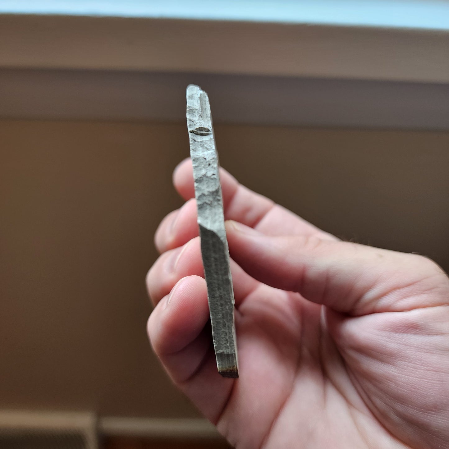 Liaoningocladus Fossil Plant Specimen - BOII3