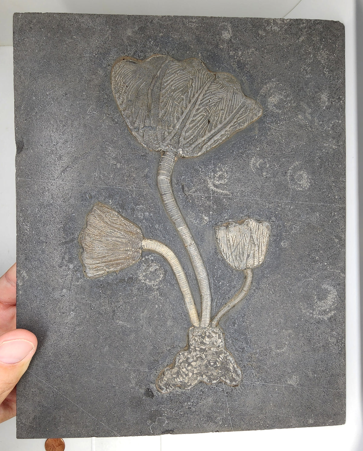 Traumatocrinus Crinoid Fossil Slab - Sea Lily -Medium-  Guanling Guizhou China #4