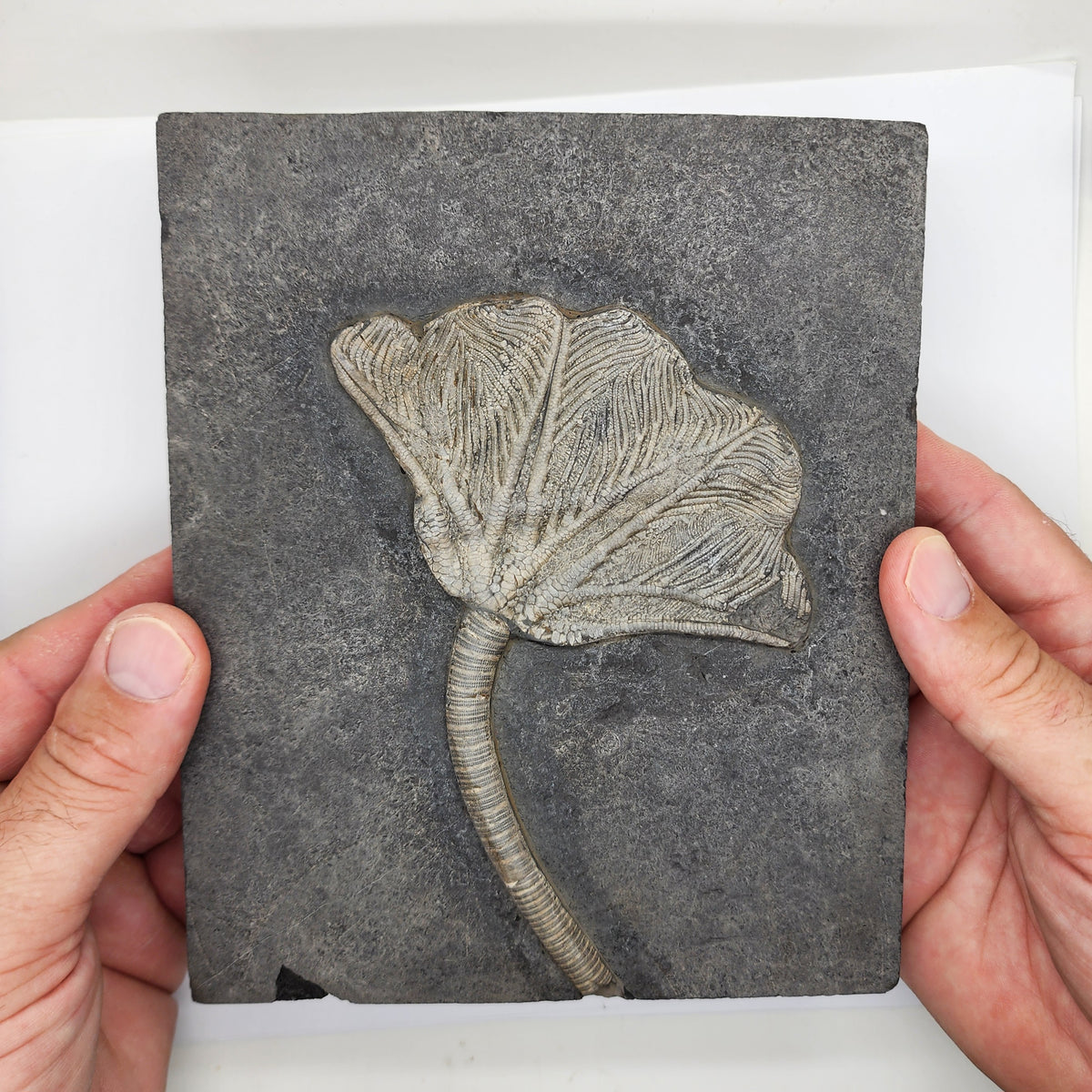 Traumatocrinus Crinoid Fossil Slab - Sea Lily - Guanling Guizhou China #2