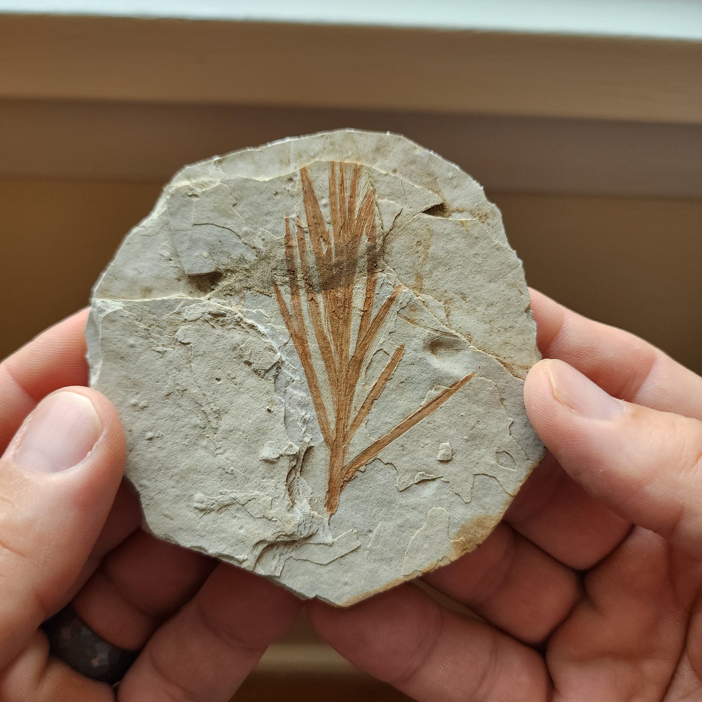 Liaoningocladus Fossil Plant Specimen - BOII3