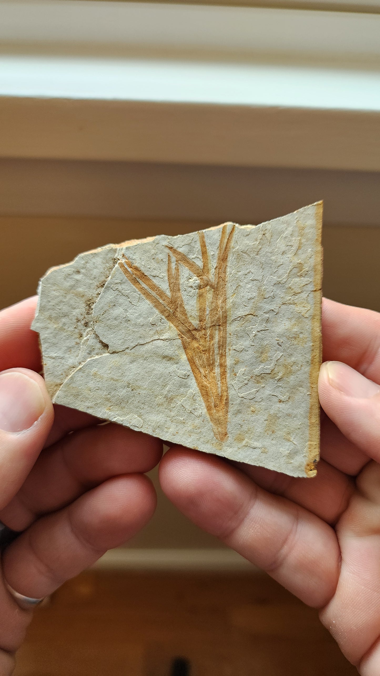 Liaoningocladus Fossil Plant Specimen - BOII1